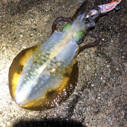 2021 佐渡ヶ島エギング 30回目