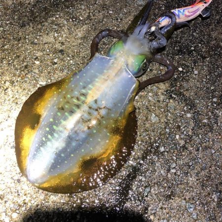 2021 佐渡ヶ島エギング 30回目