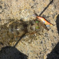 イカと太刀魚と青物