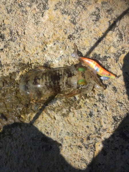 イカと太刀魚と青物