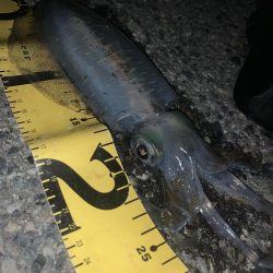 淡路島釣行 エギング釣行 秋イカ390g GET!