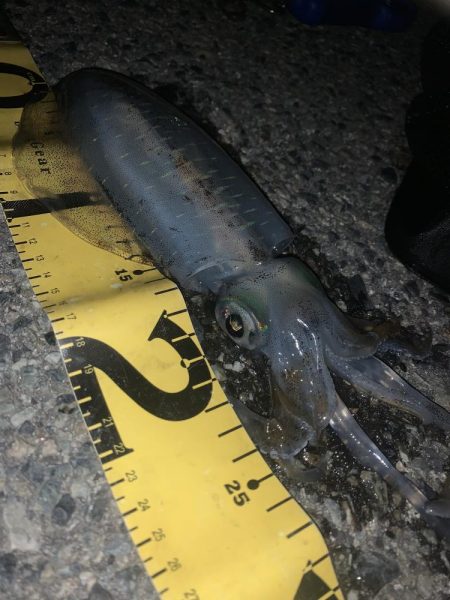 淡路島釣行 エギング釣行 秋イカ390g GET!