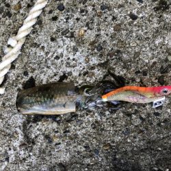 アオリイカエギング　ランガン