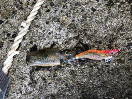 アオリイカエギング　ランガン