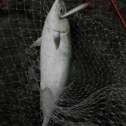 ブリ　多数　トライデント150(シンキングミノー)