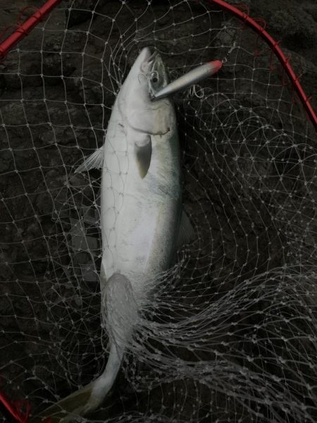 ブリ　多数　トライデント150(シンキングミノー)