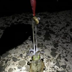 短時間エギング