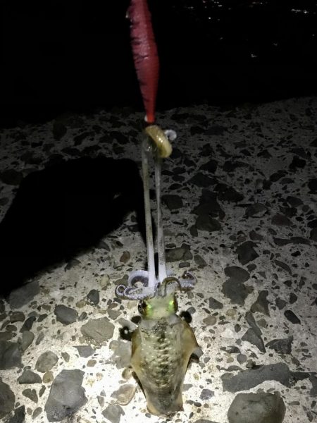 短時間エギング