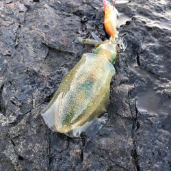 2021 佐渡ヶ島エギング 21回目