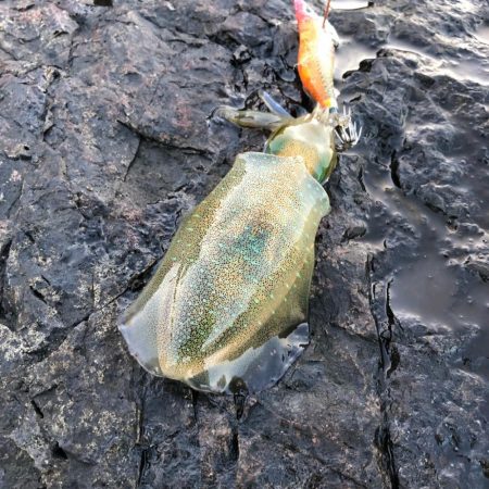 2021 佐渡ヶ島エギング 21回目