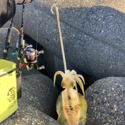 アオリイカ日々成長してます(^｡^)