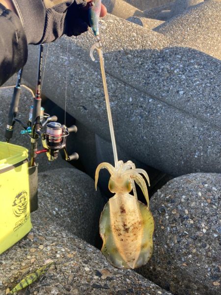 アオリイカ日々成長してます(^｡^)