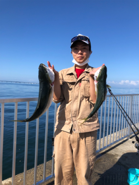 初　青物　メジロ、ハマチ