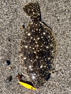 マイクロベイト