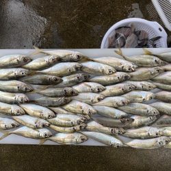 アジングのつもりが、サゴシが大爆釣！！