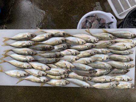 アジングのつもりが、サゴシが大爆釣！！