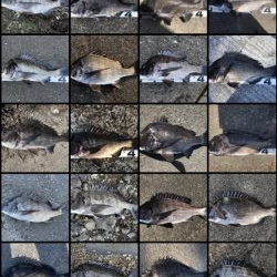 イチノ兄弟、釣果！