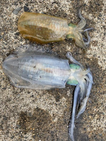 曇り時々アオリイカ一時雨