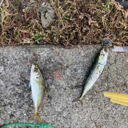 ファミリーフィッシング