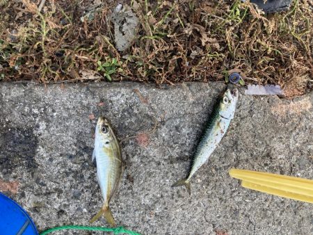 ファミリーフィッシング