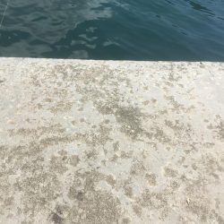 尺寸前トラフグ