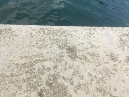 尺寸前トラフグ