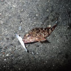 ライトワインドパラダイス！