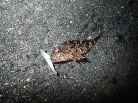 ライトワインドパラダイス！