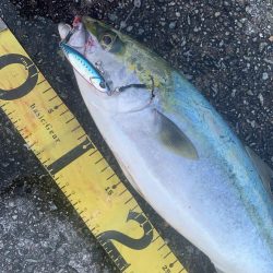 淡路島　ショアジギング  ハマチ46センチGET！！