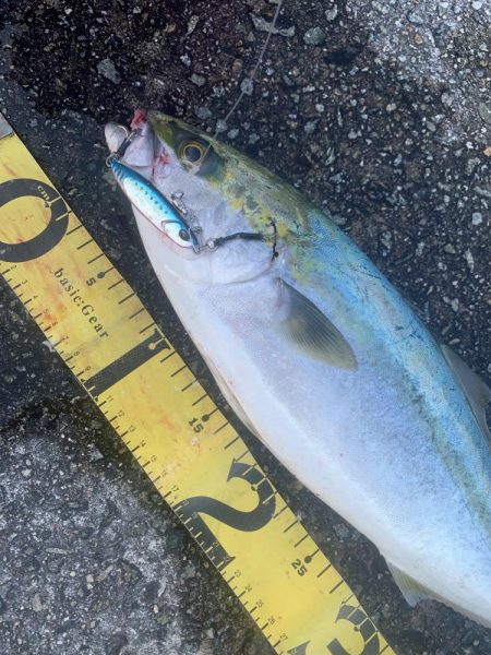 淡路島　ショアジギング  ハマチ46センチGET！！