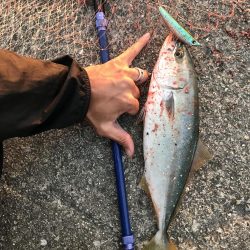 ケンサキ　アオリ　ツバス