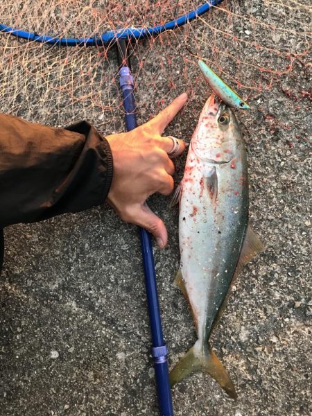 ケンサキ　アオリ　ツバス