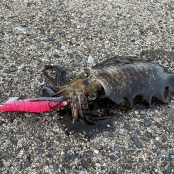 サゴシとアオリイカ