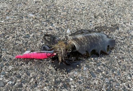 サゴシとアオリイカ