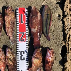 アオリイカと根魚三昧