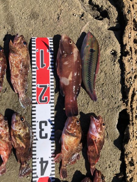 アオリイカと根魚三昧