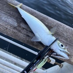 状況変わらず。朝イチ鯖高活性のみ。。