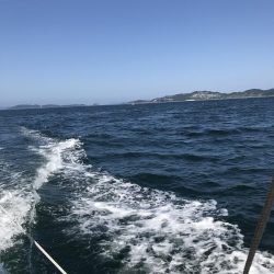 イカハゲショート