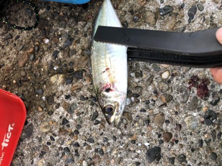 久々のアジング