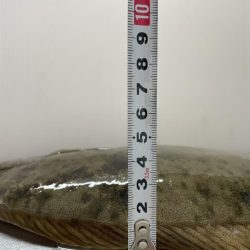 カレイ サイズUP v(^_^o)