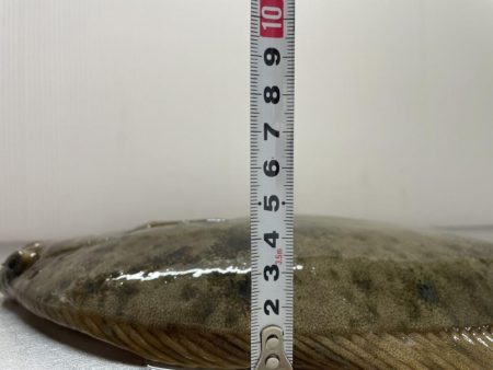 カレイ サイズUP v(^_^o)