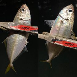 豆アジを釣るための答え合わせ