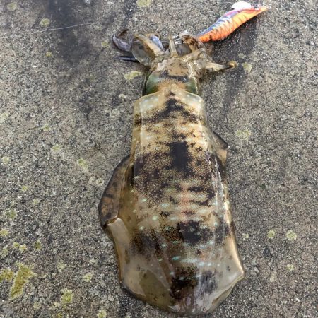 2021 佐渡ヶ島エギング 20回目