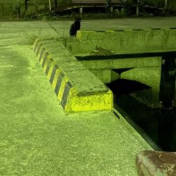 久しぶりの淡路島釣行