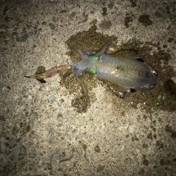 ファミリーフィッシング