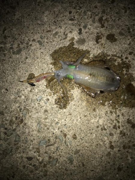 ファミリーフィッシング