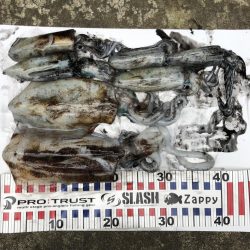 大潮のおかげ？