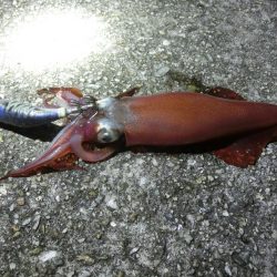 アオリ狙いが剣先に