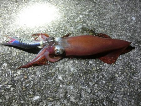 アオリ狙いが剣先に