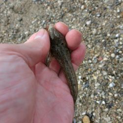 ゆったりとキス釣り